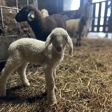 Gaestezimmer Peterbauer 民宿 *